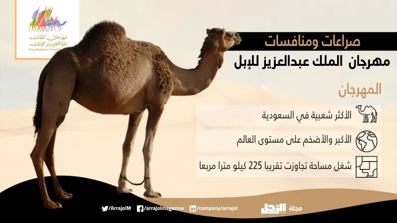 لأول مرة مصارعة الإبل رياضة سعودية جديدة بلا دماء  «إنفوجراف»