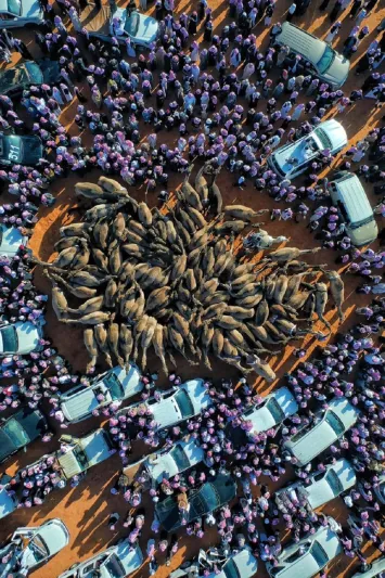 لأول مرة مصارعة الإبل رياضة سعودية جديدة بلا دماء  «إنفوجراف»