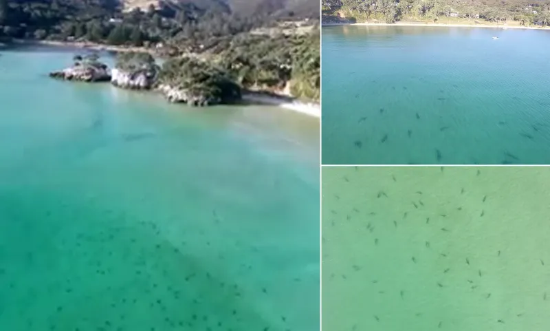  فيديو| سباحون يُحاصرُون بالمئات من أسماك القرش