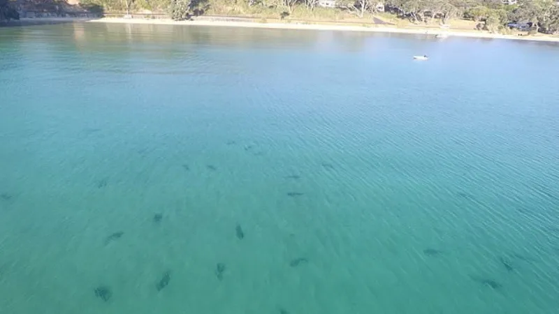  فيديو| سباحون يُحاصرُون بالمئات من أسماك القرش