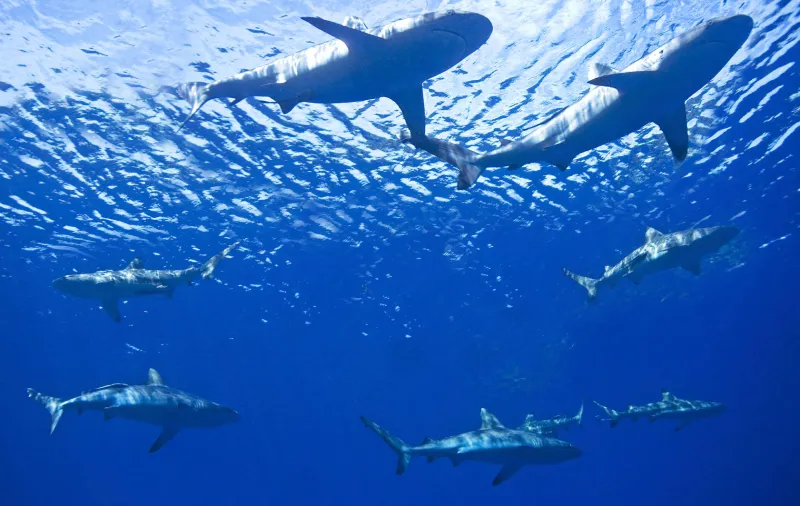  فيديو| سباحون يُحاصرُون بالمئات من أسماك القرش