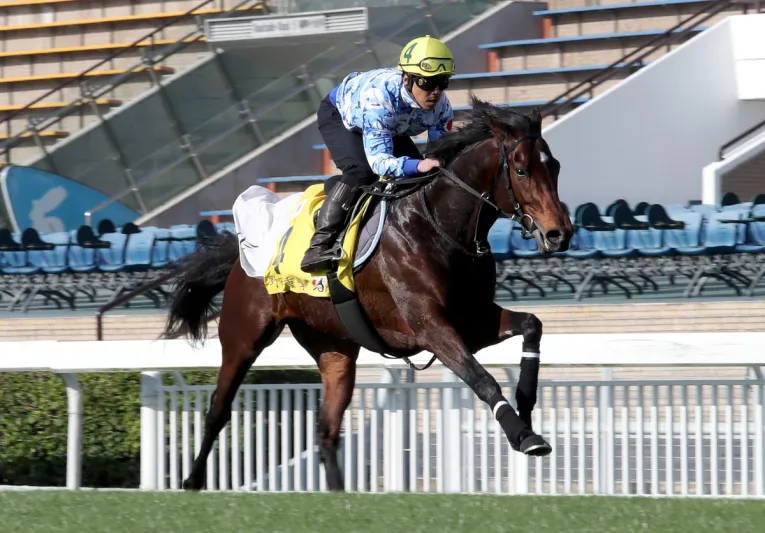 حصان يُدخل مشجعًا في سباق للعناية المركزة.. ماذا حدث ؟ «فيديو»