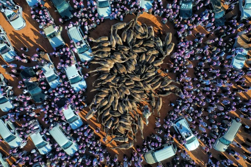 فيديو وصور| تخلله أحداث غير مسبوقة.. كل ما تود معرفته عن مهرجان الملك عبد العزيز للإبل