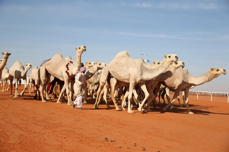 فيديو وصور| تخلله أحداث غير مسبوقة.. كل ما تود معرفته عن مهرجان الملك عبد العزيز للإبل