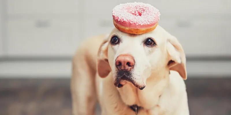 الجانب المُظلم من ضبط النفس.. يقودك للفشل أحيانا