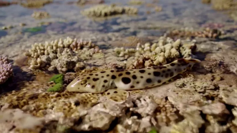 نوع جديد من أسماك القرش قادرة على المشي ! (فيديو)