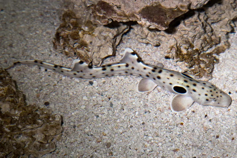 نوع جديد من أسماك القرش قادرة على المشي ! (فيديو)