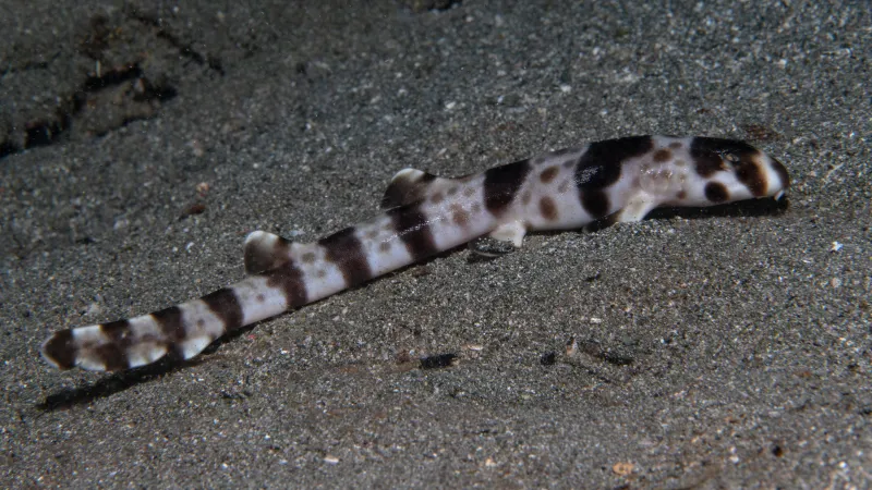 نوع جديد من أسماك القرش قادرة على المشي ! (فيديو)