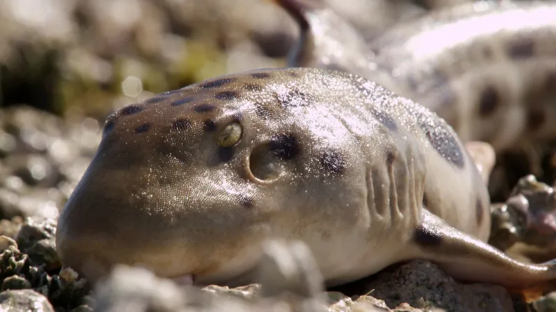 نوع جديد من أسماك القرش قادرة على المشي ! (فيديو)