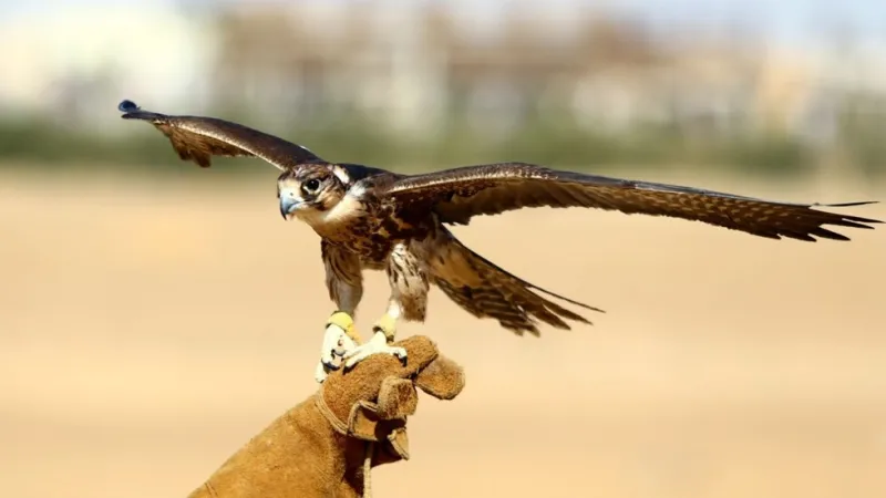 ألف صقر يحلق في سماء طريف.. انطلاق مهرجان الصقور بنسخته السادسة