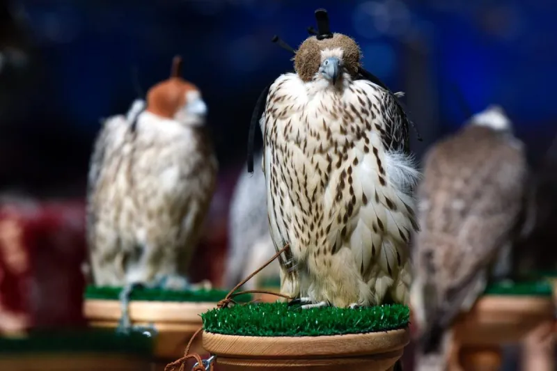 ألف صقر يحلق في سماء طريف.. انطلاق مهرجان الصقور بنسخته السادسة