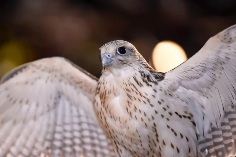 ألف صقر يحلق في سماء طريف.. انطلاق مهرجان الصقور بنسخته السادسة
