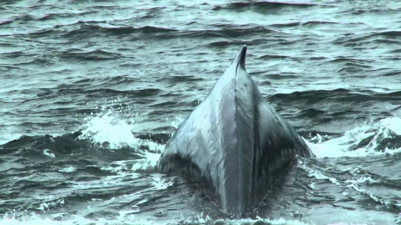 فيديو يوثق عودة أكبر حيتان العالم إلى المحيط 