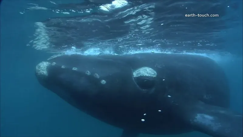 فيديو يوثق عودة أكبر حيتان العالم إلى المحيط 