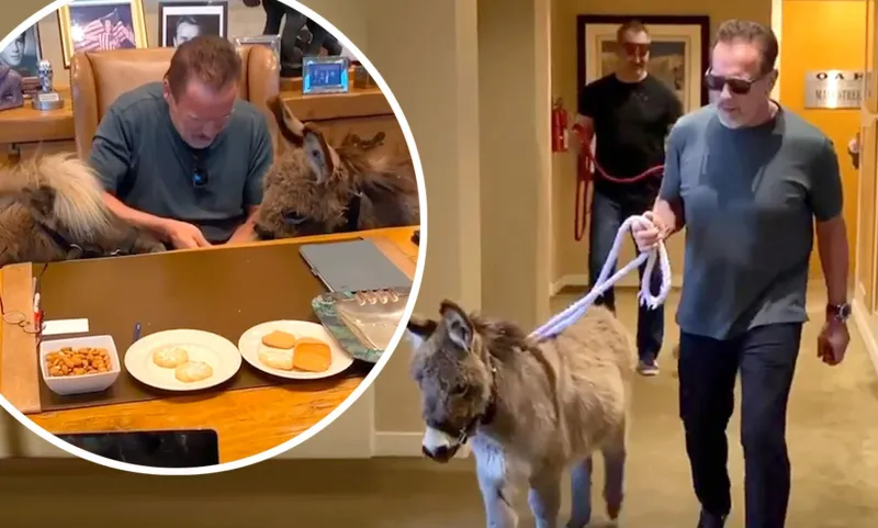 شوارزنيغر يقتني حمارًا كحيوان أليف ويصطحبه إلى عمله (فيديو)