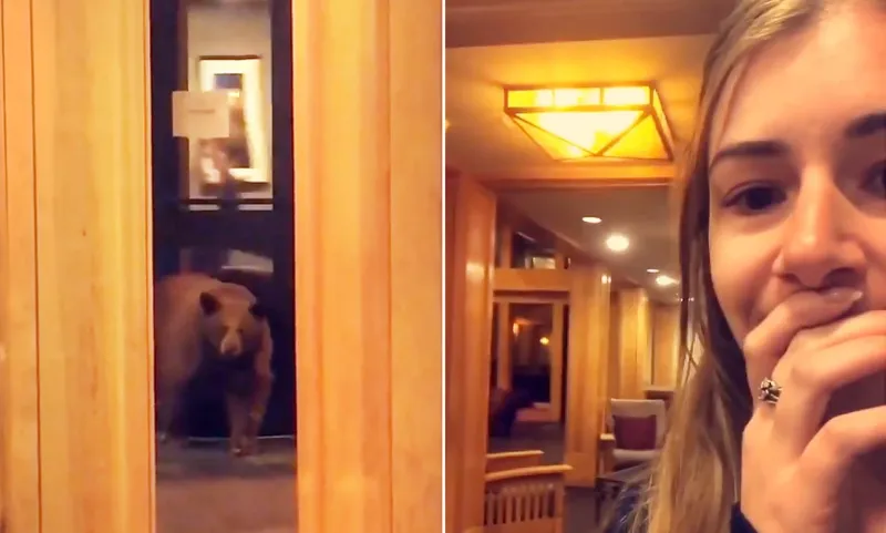 رواد فندق وجهاً لوجه أمام دب بري هارب..شاهد ماذا حدث؟