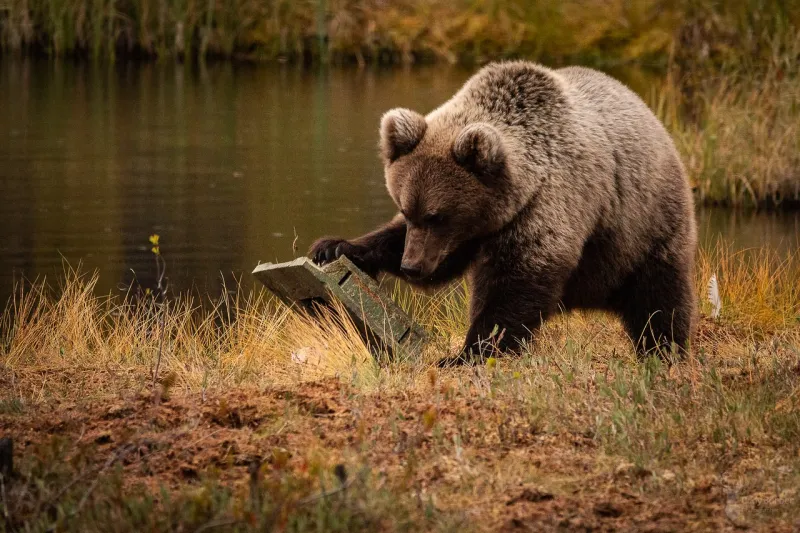 رواد فندق وجهاً لوجه أمام دب بري هارب..شاهد ماذا حدث؟