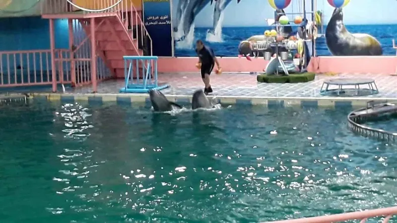جزيرة المرجان في الدمام.. تمتعوا بإطلالة خلابة على مياه الخليج العربي جزيرة المرجان في الدمام.. تمتعوا بإطلالة خلابة على مياه الخليج العربي