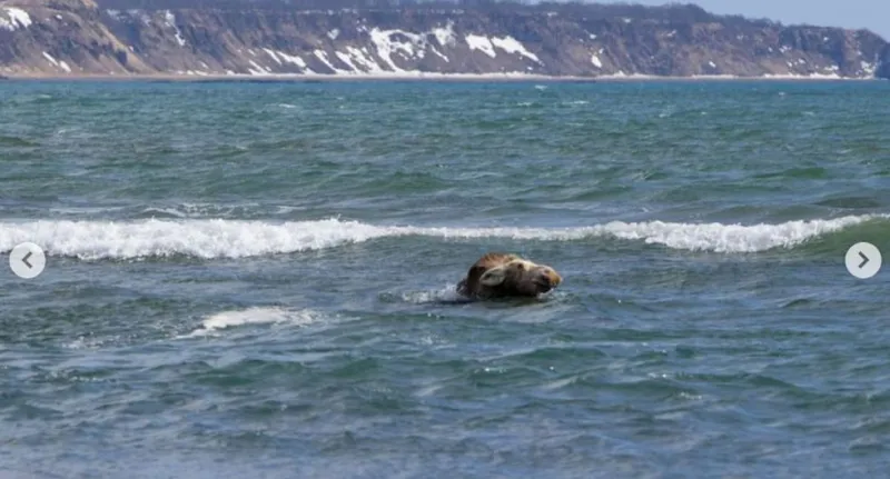 لقطات صادمة..موظ ينجو من براثن دب ثائر بأعجوبة (فيديو)