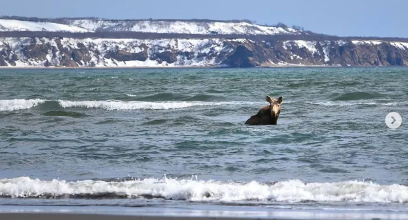 لقطات صادمة..موظ ينجو من براثن دب ثائر بأعجوبة (فيديو)