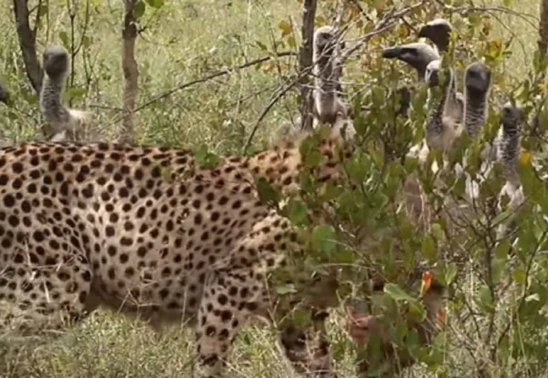 معركة دامية.. نسور تسرق ضحية من فهد وتنتهي في فم أسد! (فيديو)