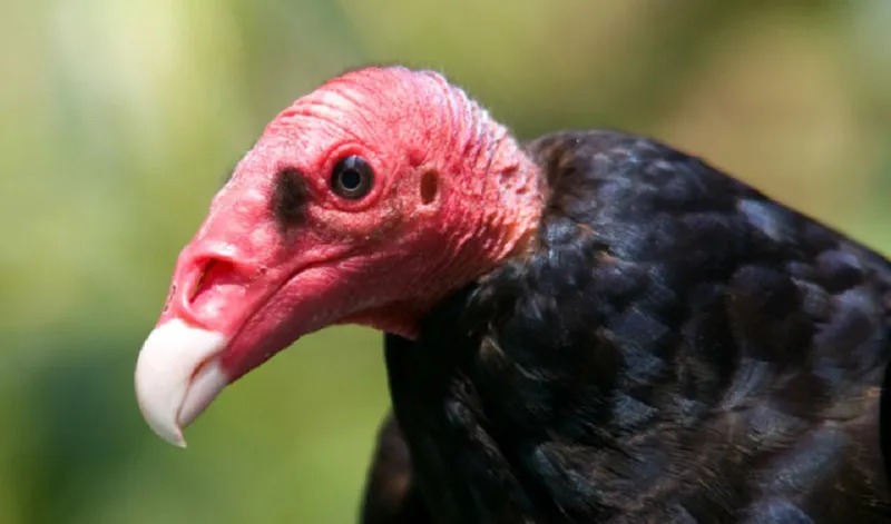 معركة دامية.. نسور تسرق ضحية من فهد وتنتهي في فم أسد! (فيديو)