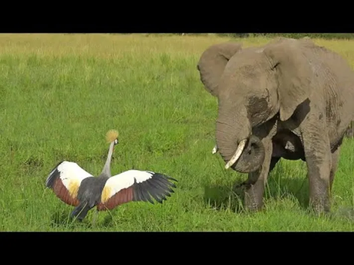 طائر يتصدى لقبيلة من الأفيال لحماية عشه (فيديو)