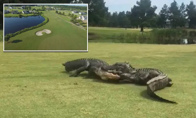 لحظات صادمة ..تمساحان يحولان ملعب غولف إلى ساحة قتال (فيديو)