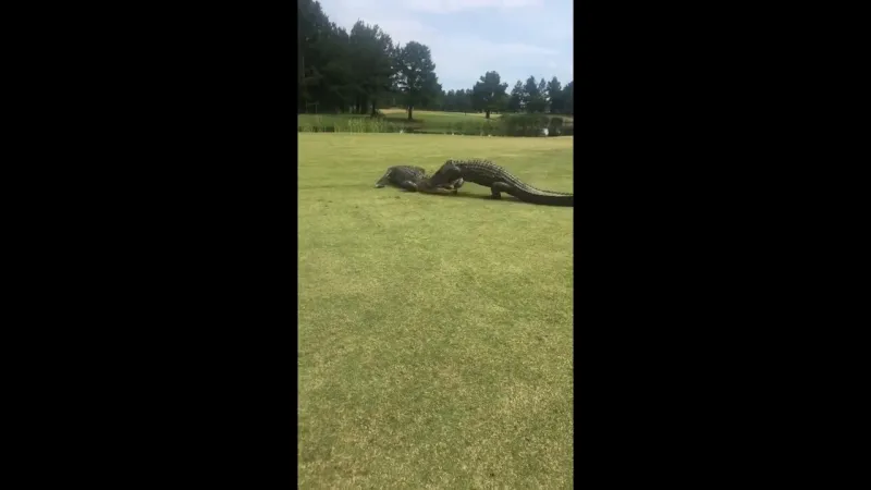 لحظات صادمة ..تمساحان يحولان ملعب غولف إلى ساحة قتال (فيديو)