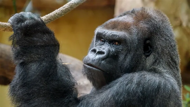 مقطع كوميدي| غوريلا ضخمة ترقص داخل مسبح بطريقة جنونية