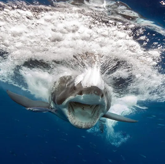 قرش أبيض يهاجم حوتاً عملاقا .. فمن المنتصر؟ (فيديو)