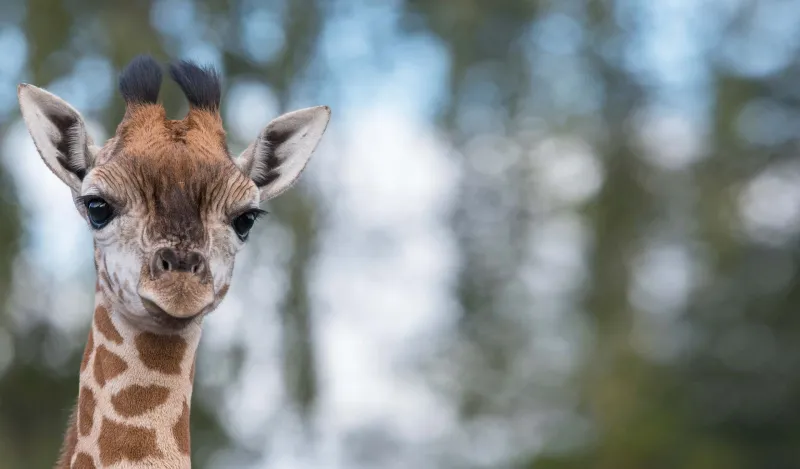 لقطات صادمة.. أسد يخطف جنين زرافة من أحشاء أمه