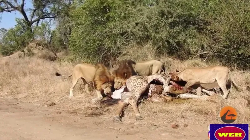 لقطات صادمة.. أسد يخطف جنين زرافة من أحشاء أمه