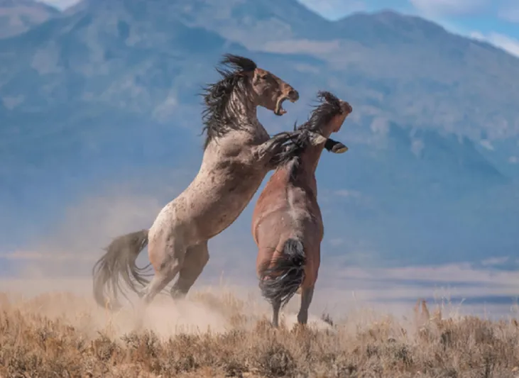 لقطات نادرة... خيول برية تستعرض قوتها أمام المهرات لإثارة إعجابها (فيديو)