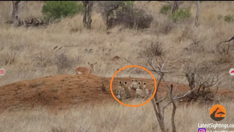  فيديو| مواجهة تحبس الأنفاس بين ظبي وقطيع فهود 