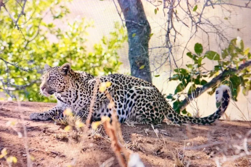  فيديو| مواجهة تحبس الأنفاس بين ظبي وقطيع فهود 