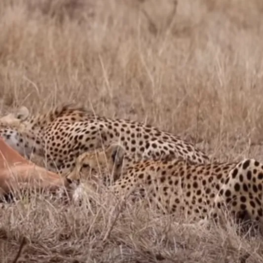  فيديو| مواجهة تحبس الأنفاس بين ظبي وقطيع فهود 