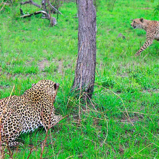  فيديو| مواجهة تحبس الأنفاس بين ظبي وقطيع فهود 