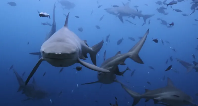 لقطات نادرة لمواجهة شرسة بين قرش وتمساح (فيديو)