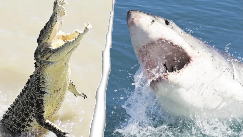 لقطات نادرة لمواجهة شرسة بين قرش وتمساح (فيديو)