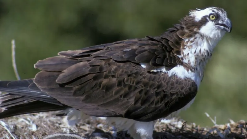 بعد حصده لـ 16 مليون مشاهدة ..حقيقة فيديو الطائرة وسمكة القرش (فيديو)