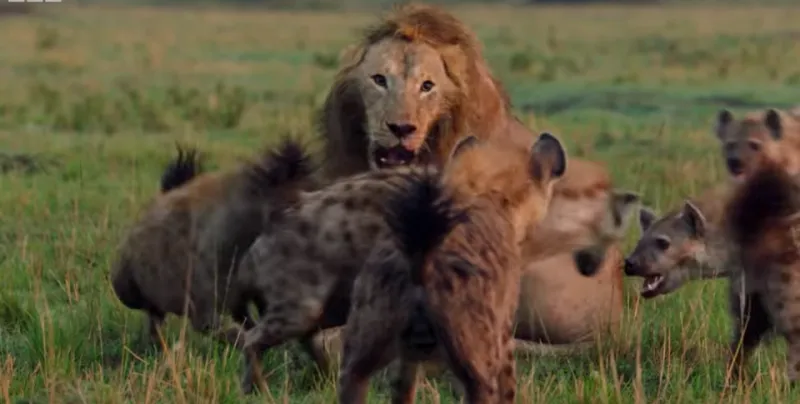 هيبة الأسود..روع قطيع من الضباع الجائعة بحركة واحدة (فيديو)