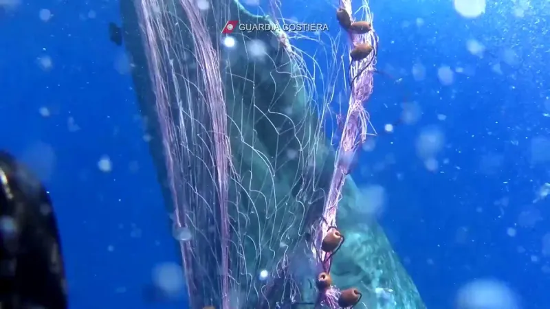 حوت ضخم يتوسل للغواصين لإنقاذه من شباك الصيد (فيديو)