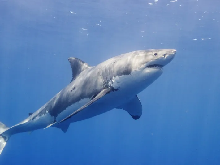 صراع حتى الموت بين قرش جائع ودولفين (فيديو)