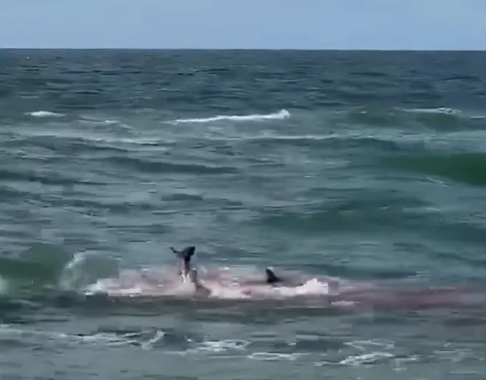 صراع حتى الموت بين قرش جائع ودولفين (فيديو)