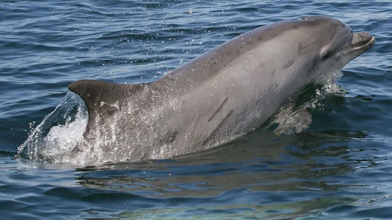 صراع حتى الموت بين قرش جائع ودولفين (فيديو)