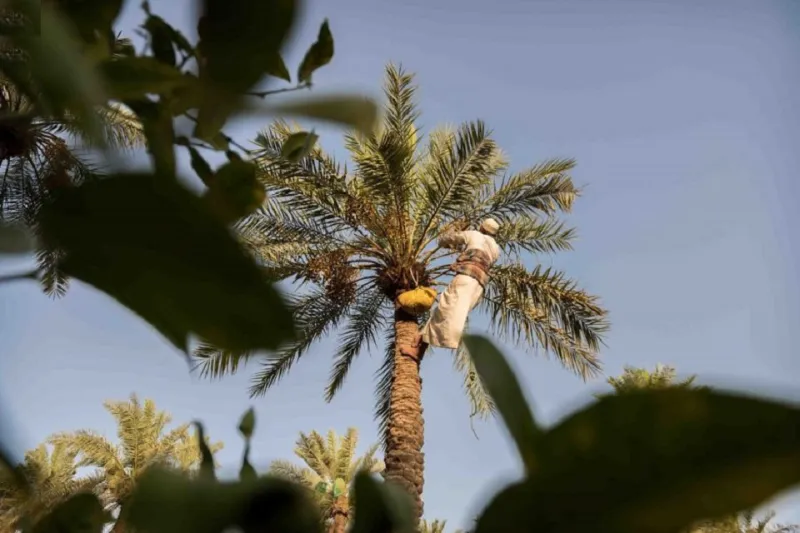 الأحساء .. مدينة الحضارة الإنسانية والمخزون التاريخي