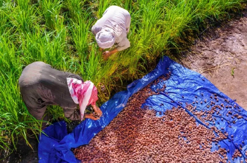 الأحساء .. مدينة الحضارة الإنسانية والمخزون التاريخي