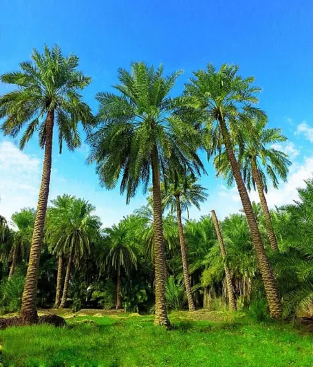 الأحساء .. مدينة الحضارة الإنسانية والمخزون التاريخي