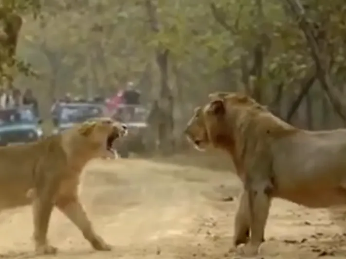 خلاف حاد بين لبؤة وأسد تنتهي بتلقي الأخير لصفعة دامية (فيديو)